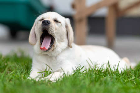 little labrador retriever puppy lies on the grass and yawns. eyes closedの写真素材