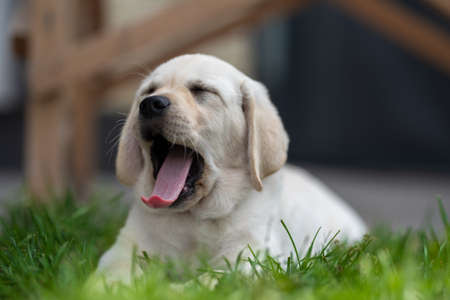 little labrador retriever puppy lies on the grass and yawnsの写真素材