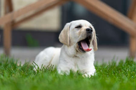 little labrador retriever puppy lies on the grass and yawns. eyes coveredの写真素材