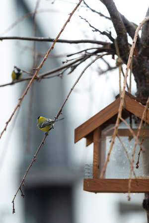 A tit sits on one of the leafless sakura branches. A bird feeder in the form of a house hangs on a tree.の写真素材