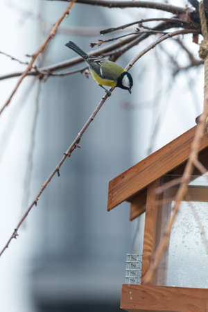 A tit sits on one of the leafless sakura branches and peers into a bird feeder.の写真素材