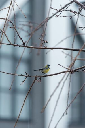 Among the leafless branches of sakura, a lone titmouse can be seen. Cloudy cold weather outside.の写真素材