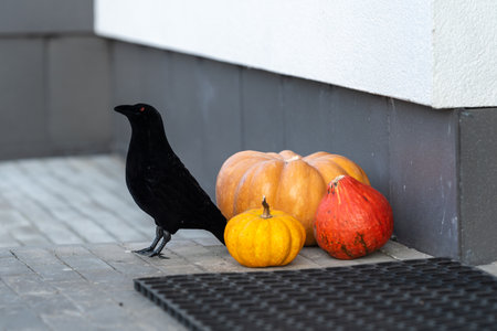 Bright little pumpkins at the front door. Near the pumpkins there is a figure of a black crow.の写真素材