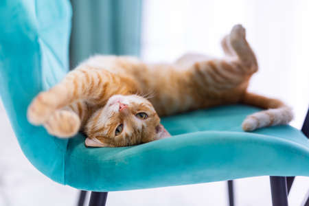 beautiful ginger cat stretching on a velvet blue chair. Sleepy lazy morningの写真素材