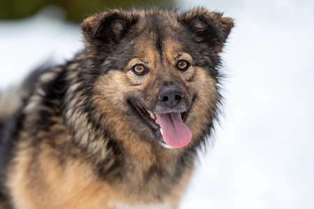 portrait of a smiling fluffy mongrel with his tongue hanging outの写真素材