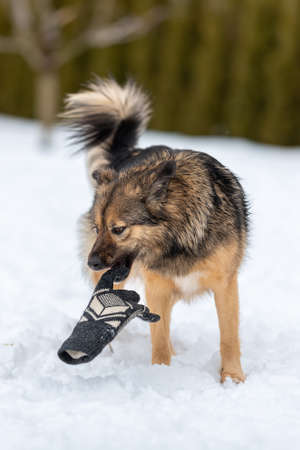 mongrel lets out of teeth mans knitted glove picked up in the snowの写真素材
