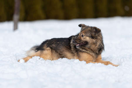Fluffy mongrel lies on the snow and restsの写真素材