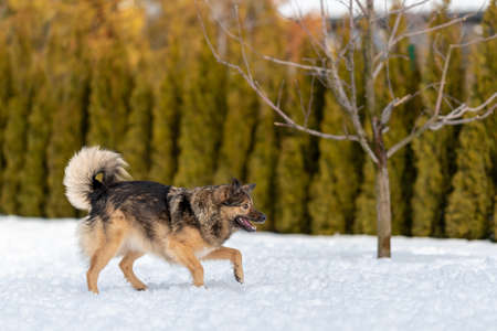 a beautiful mongrel dog walks in the snow.の写真素材