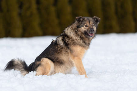sitting in profile smiling fluffy mongrelの写真素材