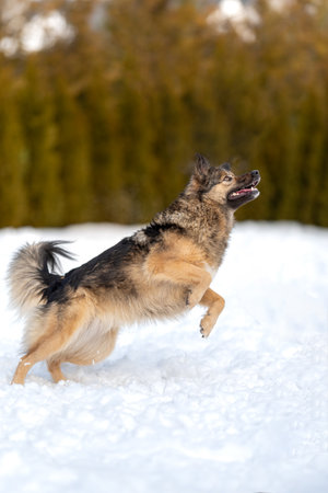 Fluffy mongrel jumping while playing ball in the snowの写真素材