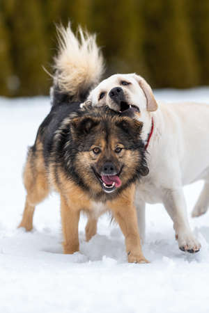 Winter games of labrador and mongrel dogs.の写真素材
