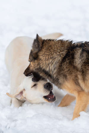 Labrador and mongrel play in the snowの写真素材