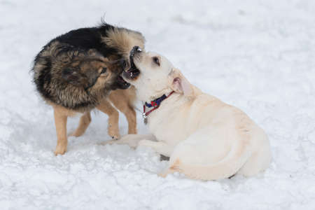 Two dogs labrador and brown mongrel frolic in the snow.の写真素材