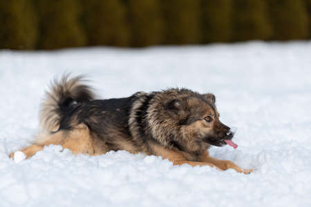 fluffy mongrel lies in profileの写真素材