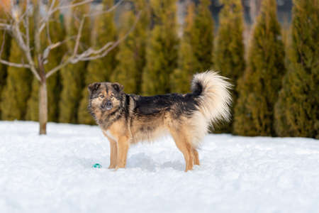 Fluffy mongrel stands in the snow near the ballの写真素材