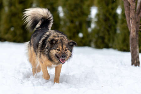 a beautiful mongrel dog walks in the snow. Close upの写真素材