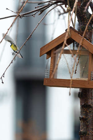The titmouse flew out of the feeder with a seed. moment of flight.の写真素材