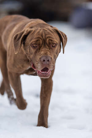 The dog walks through the snow and looks at the camera, beautiful folds of the skin are visible on the headの写真素材