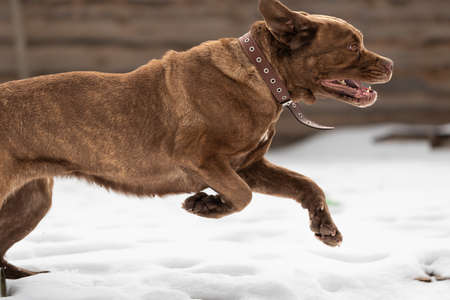 happy dog cane corso runs out of the house through the snow in the backyardの写真素材