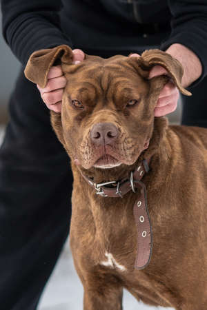 folds of skin on the head of a Cane Corso and looks at the camera.の写真素材