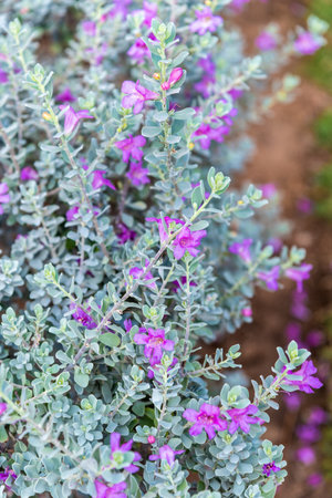 Delicate small purple flowers on low bushesの写真素材