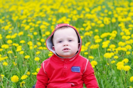 portrait of lovely baby against dandelionsの写真素材