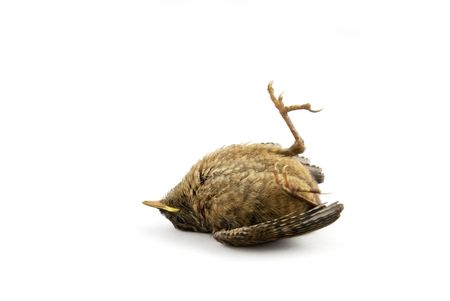 -sparrow as a victim of the catの写真素材