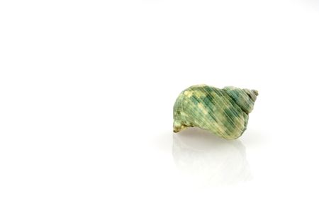 green snail to eatの写真素材