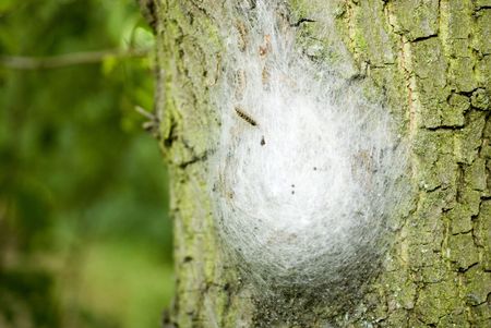 Oak Processionary with hairs walking on a oak-treeの写真素材