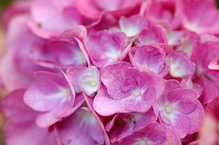 pink hortensia closeの写真素材