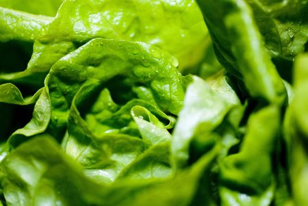 fresh green wet lettuce