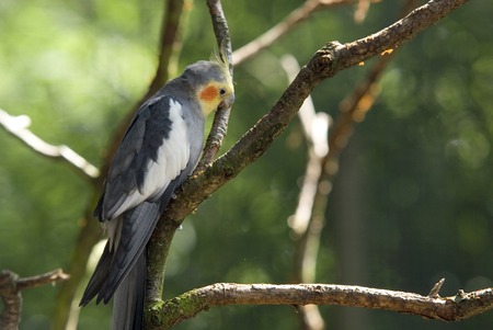grey falcon-parakeet with yellow
