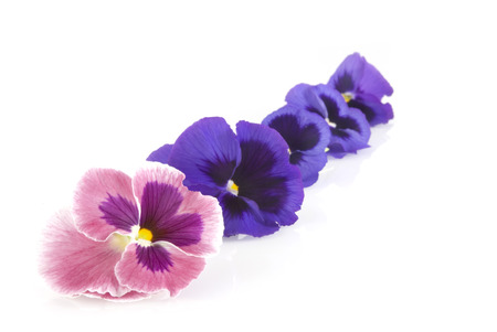 guarland from violets in different colors