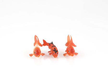 Three different goldfishes on a rowの写真素材
