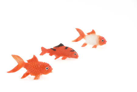 three different orange goldfishes in a rowの写真素材