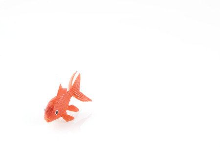 one veiled orange goldfish の写真素材
