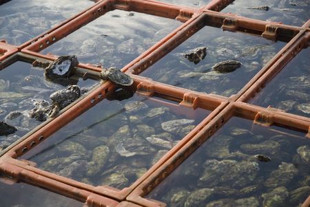 Keep the oysters fresh in sea-waterの写真素材