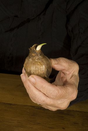 something old something new, old hands with flowerbulb