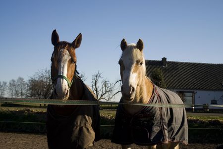 two horses at the farm