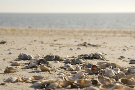 many shells at the beach