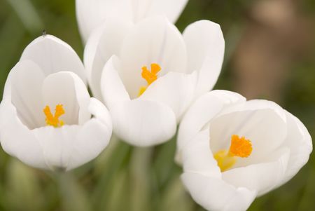 several white crocus several white crocus