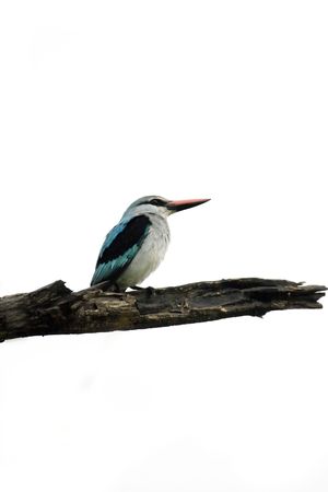 isolated kingfisher in natureの写真素材