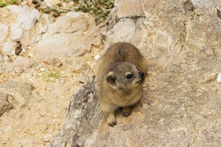 itala klipdassie in table mountain  South Africaの写真素材