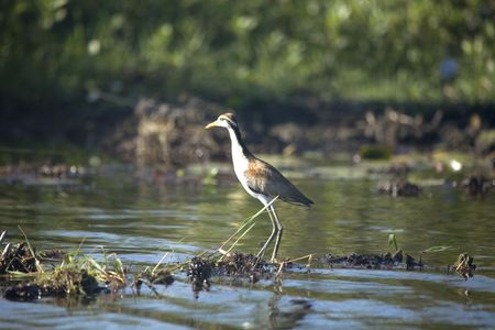 blue heron on it's nest in argentinaの写真素材