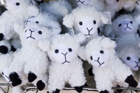 many sheep to play with