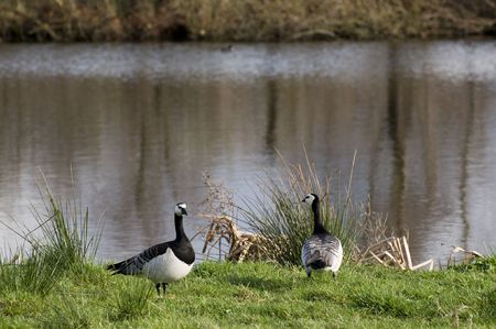 two black and white gooses near the waterの写真素材