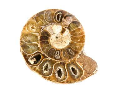ammonites fossil from the very old jurrassic periodの写真素材
