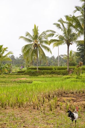agriculture in Indonesianの写真素材
