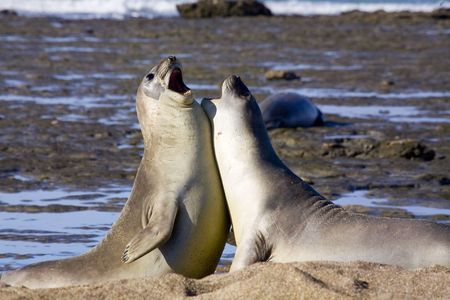 a pair of together barking seals at the beachの写真素材