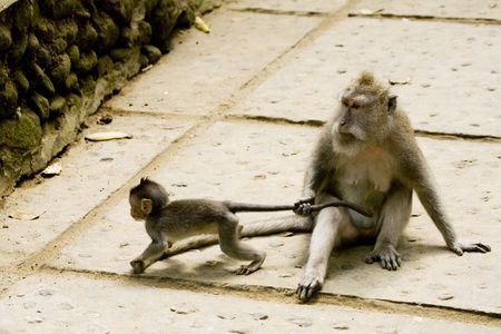 monkey mother with child